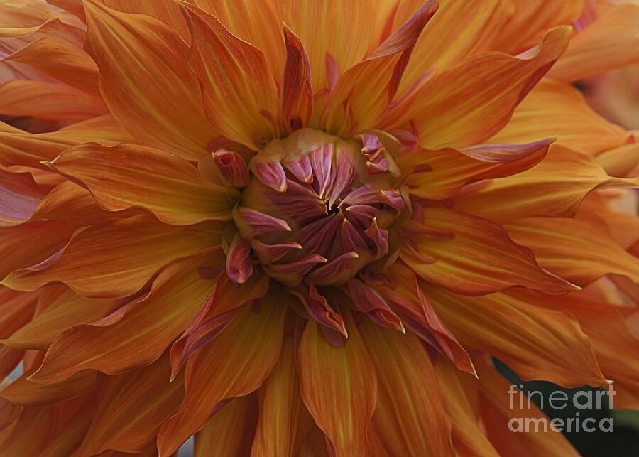 Dahlia Closeup in Orange Photograph by Patricia Strand
