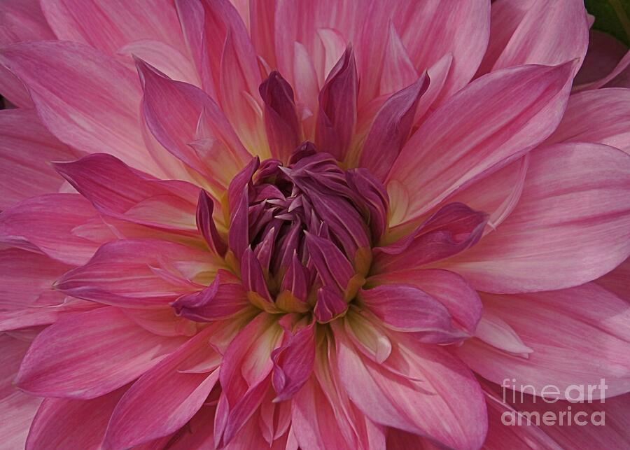 Dahlia Closeup in Pink Photograph by Patricia Strand