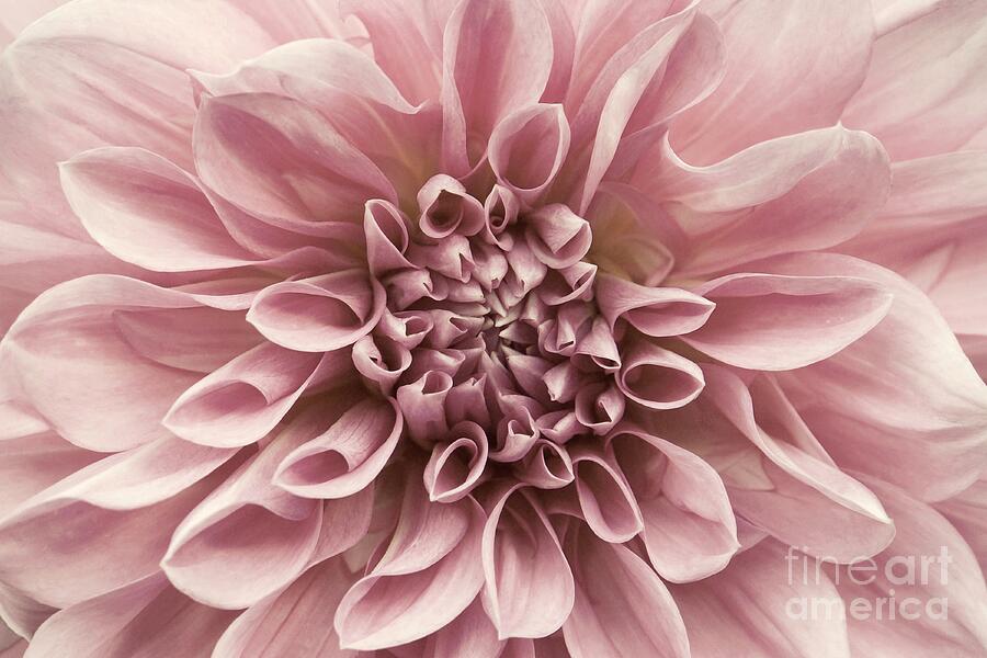 Dahlia Closeup in Rose Quartz Photograph by Patricia Strand