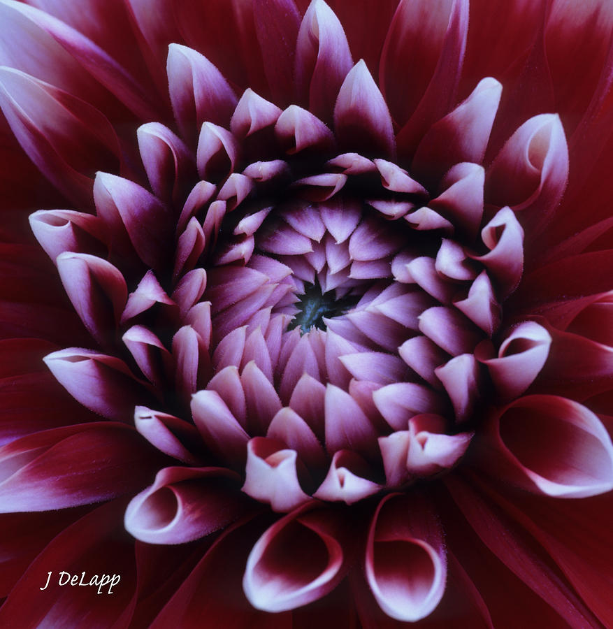 Dahlia Deep Maroon and While V1 Photograph by Janet DeLapp