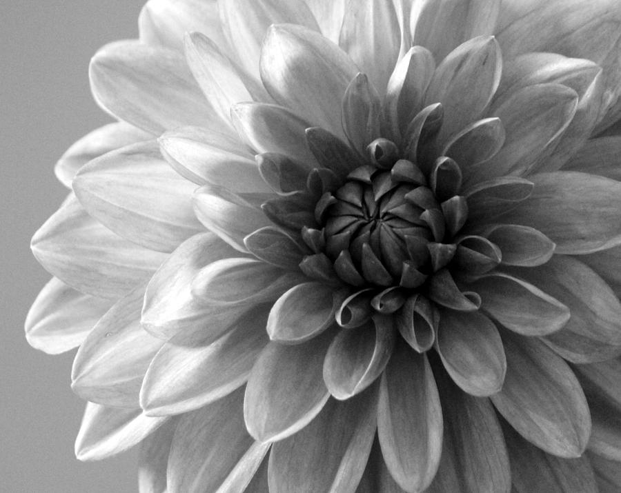 Dahlia Details Photograph by Rosanne Jordan - Fine Art America