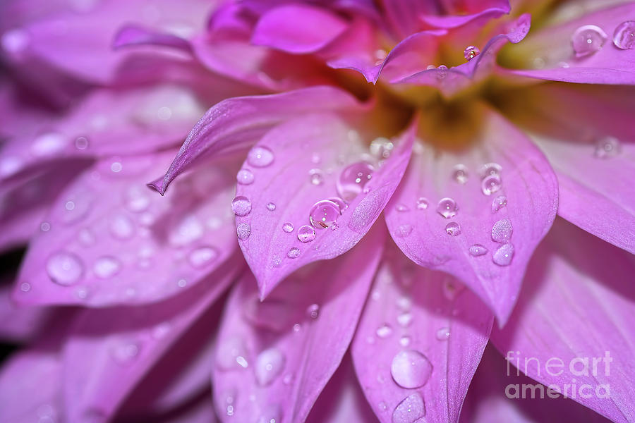 Abstract Photograph - Dahlia Droplets by Kaye Menner by Kaye Menner