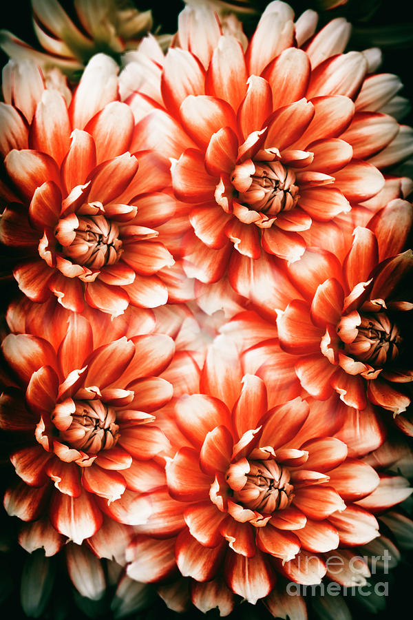 Dahlia Expression Photograph by Kasia Bitner