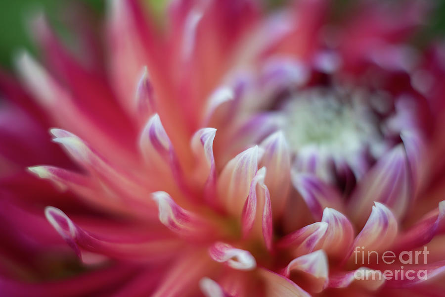 Dahlia Eye of the Storm Photograph by Mike Reid