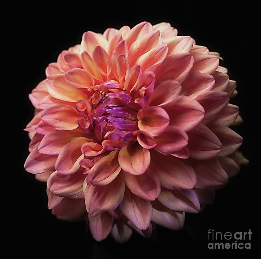 Dahlia Ferncliff Copper Photograph by Ann Jacobson