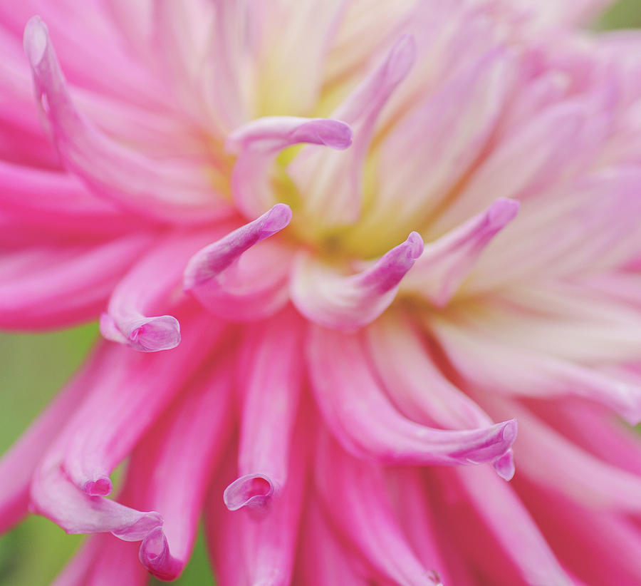 Dahlia Fingers  Photograph by Diane Fifield