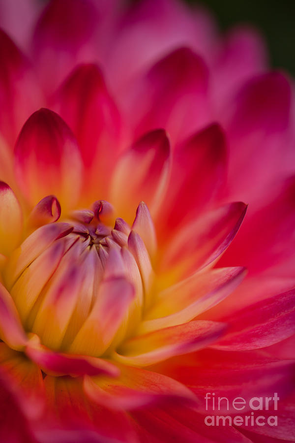 Flower Photograph - Dahlia Firestorm by Mike Reid