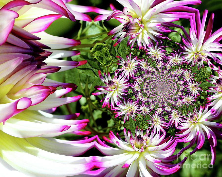 Dahlia Flower Abstract Photograph by Smilin Eyes Treasures