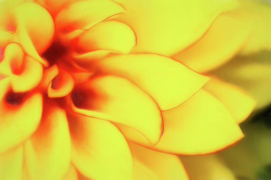 Dahlia Flower Abstract Photograph by Tom Mc Nemar