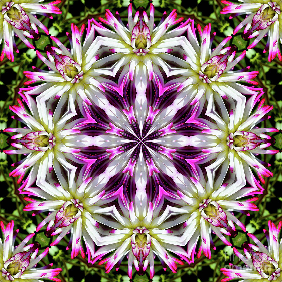 Dahlia Flower Circle Abstract Digital Art by Smilin Eyes Treasures