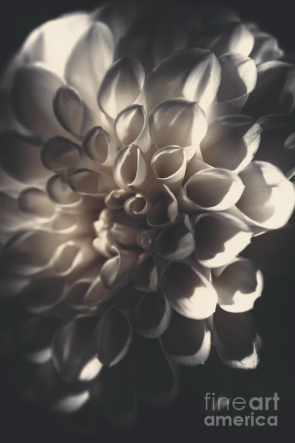 Dahlia flower close up. Beauty in darkness Photograph by Jorgo Photography