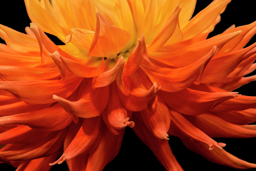 Dahlia Flower Closeup Photograph by Randall Nyhof