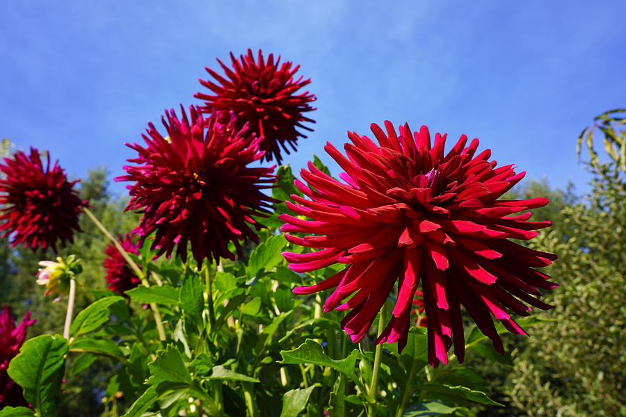 Dahlia Flower Garden Art Prints Photography Photograph by