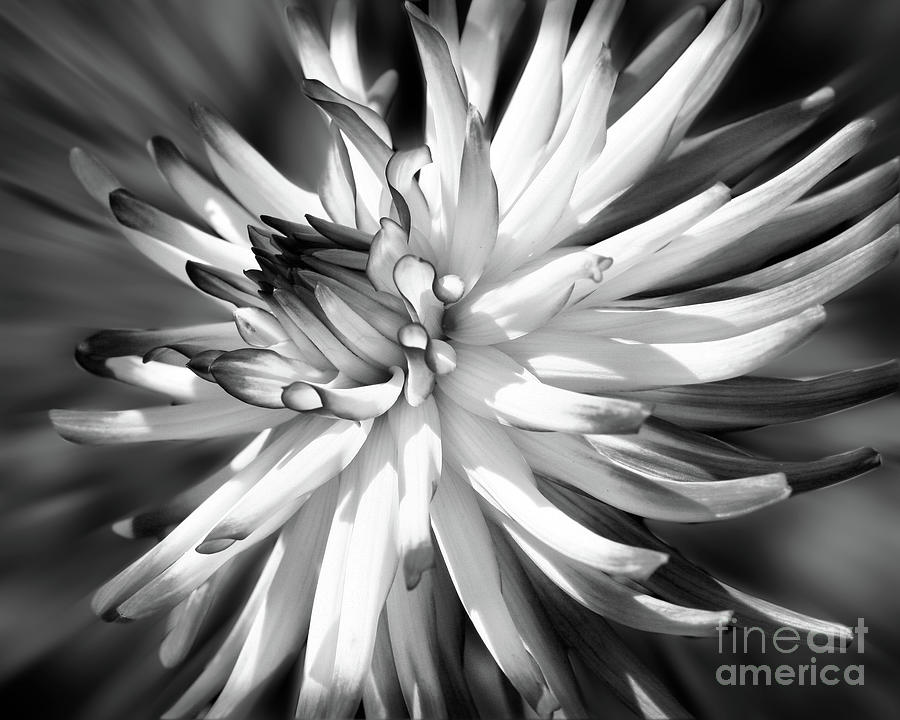 Dahlia Flower In Black And White Photograph by Smilin Eyes Treasures