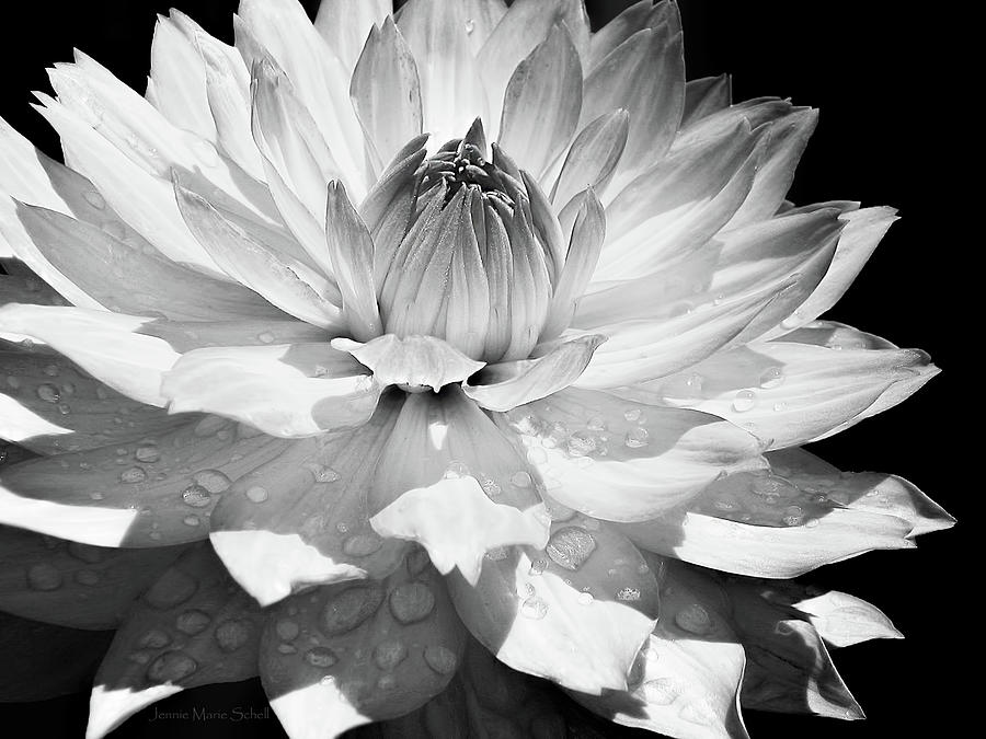 Dahlia Flower Raindrops Monochrome Photograph by Jennie Marie Schell