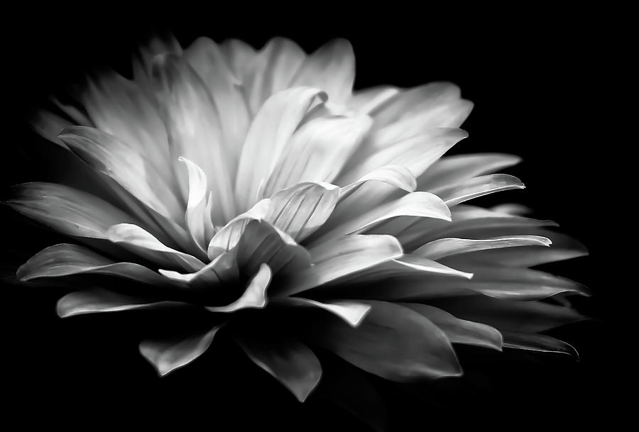 Dahlia Flower Shadow Photograph by Athena Mckinzie