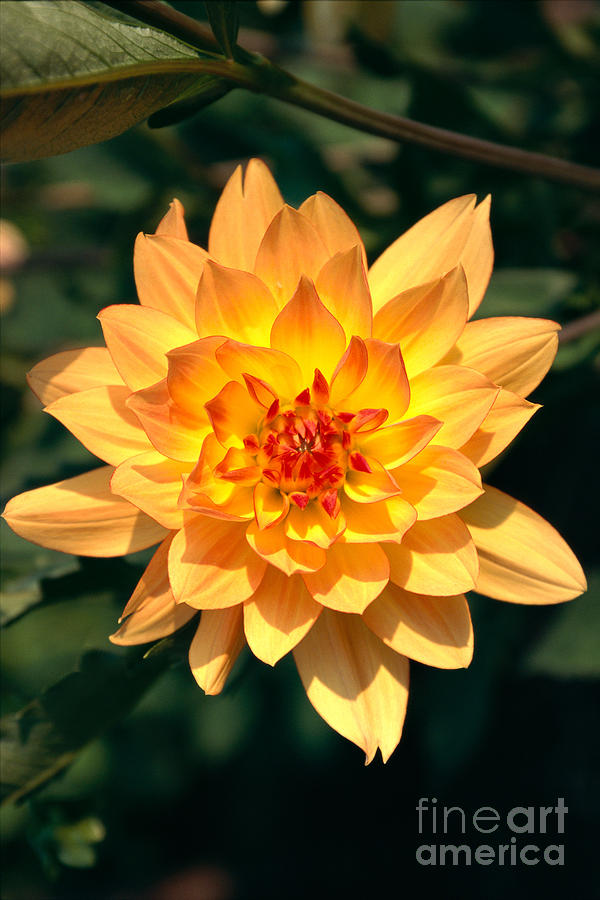 Dahlia Flower Photograph by Sri Maiava Rusden - Printscapes