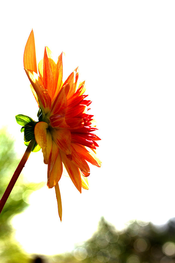 Dahlia - Flower - Summer Photograph by Marie Jamieson
