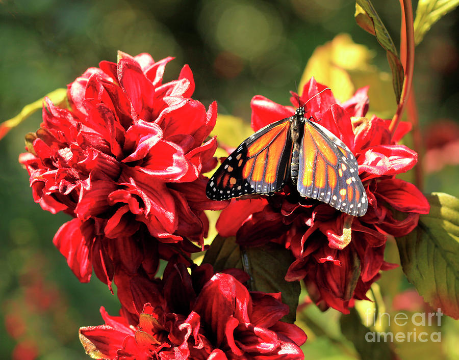 Dahlia Flowers with Butterfly Photo Photograph by Luana K Perez