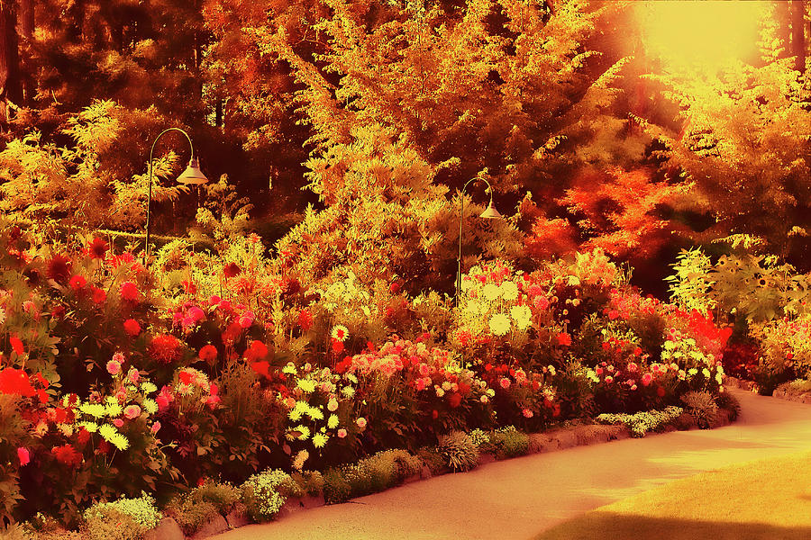 Dahlia Garden 6a Photograph by Lawrence Christopher