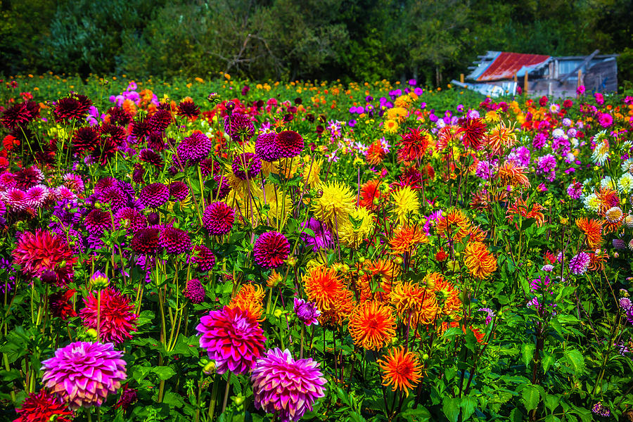 Dahlia Garden Oregon Photograph by Garry Gay