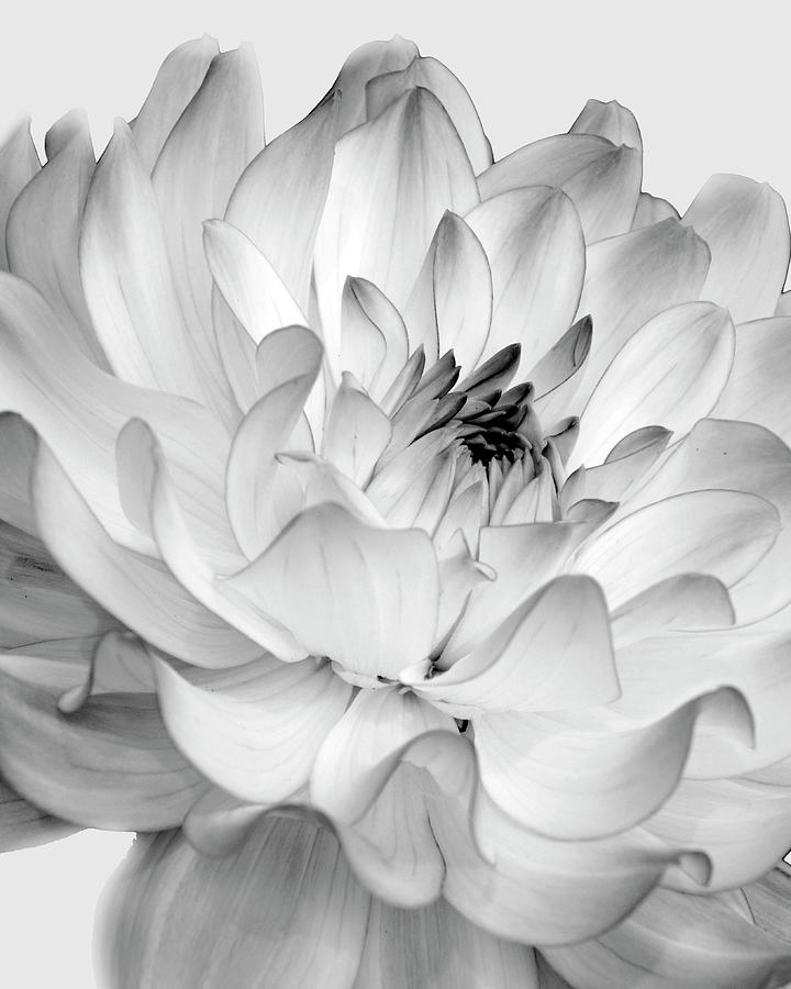 Dahlia In Black And White Photograph by Ann Bridges