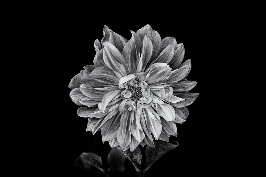 Dahlia in Black and White Photograph by Cheryl Day