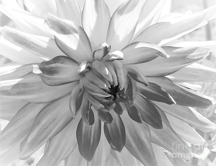 Dahlias Photograph - Dahlia in black and white  by Jane Powell