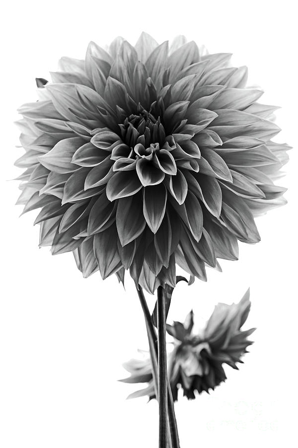 Dahlia In Black And White Photograph by Mark Alder