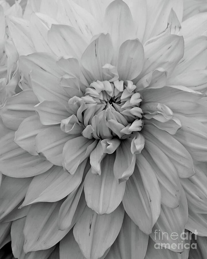 Black And White Photograph - Dahlia in Black and White by Patricia Strand