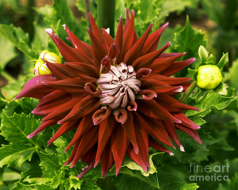 Dahlia In Bloom 18 Photograph by Joe Geraci Fine Art America