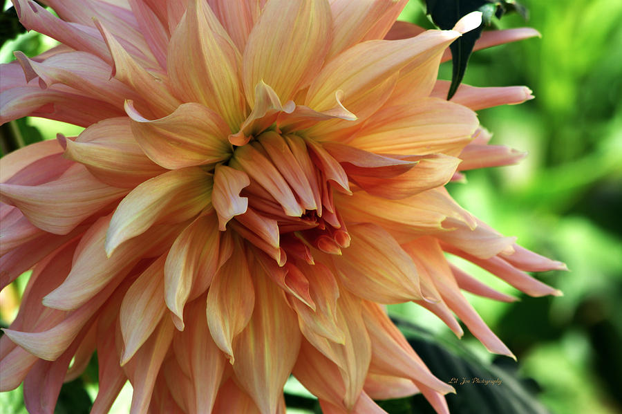 Dahlia In Bloom Photograph by Jeanette C Landstrom