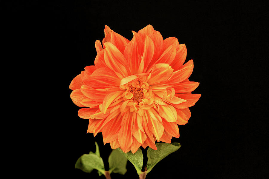 Dahlia in Orange Photograph by Cheryl Day