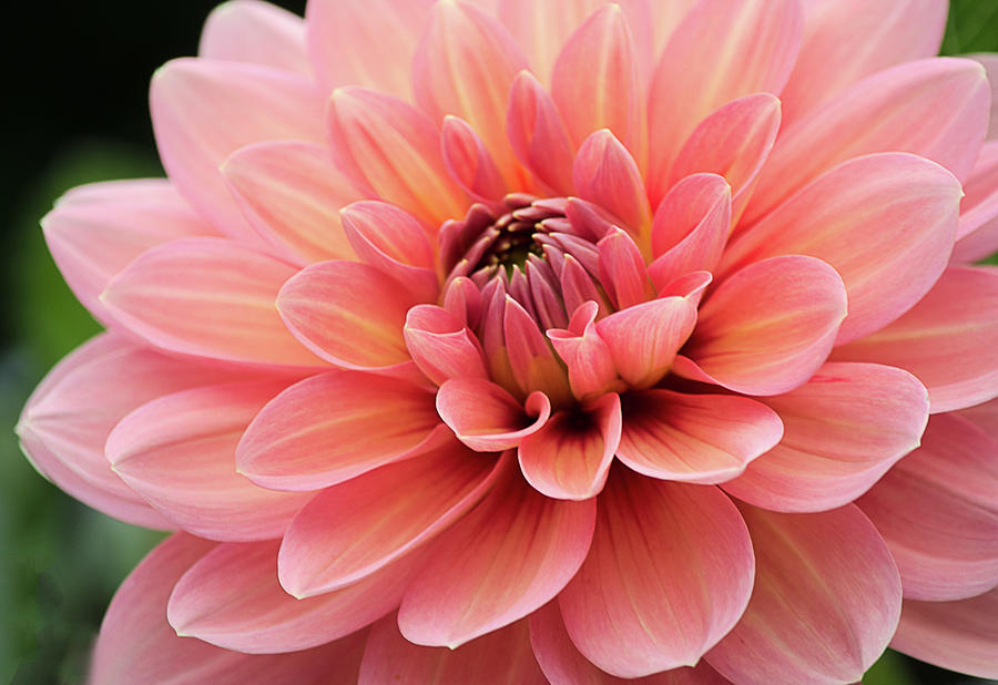 Dahlia in Pink and Peach Photograph by Julie Palencia