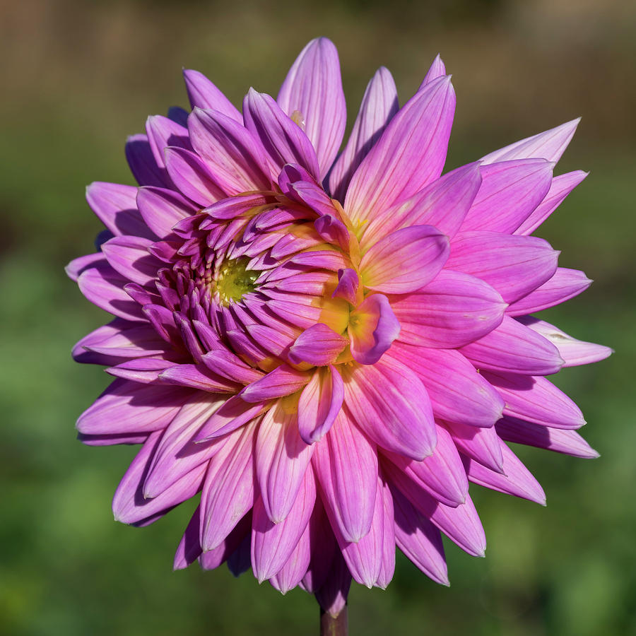 Flowers Still Life Photograph - Dahlia in Pink by Bruce Frye