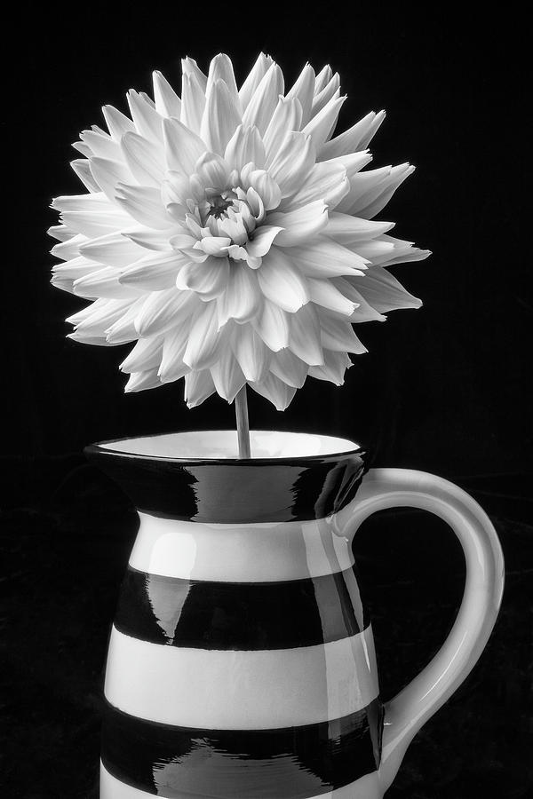 Dahlia In Pitcher Photograph by Garry Gay