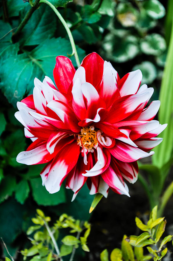 Beautiful Photograph - Dahlia in red by Freepassenger By Ozzy CG Beautiful Photograph - Dahlia in red by Freepassenger By Ozzy CG