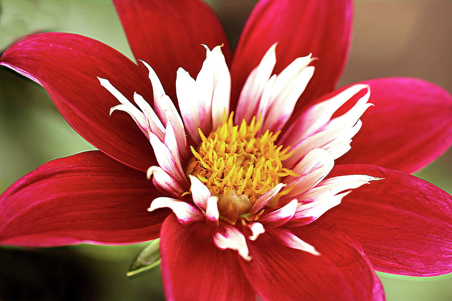 Dahlia in Red Photograph by Vanessa Thomas