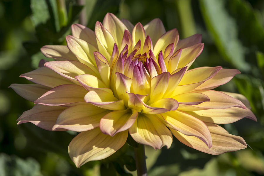Flower Photograph - Dahlia in the Morning by Bruce Frye