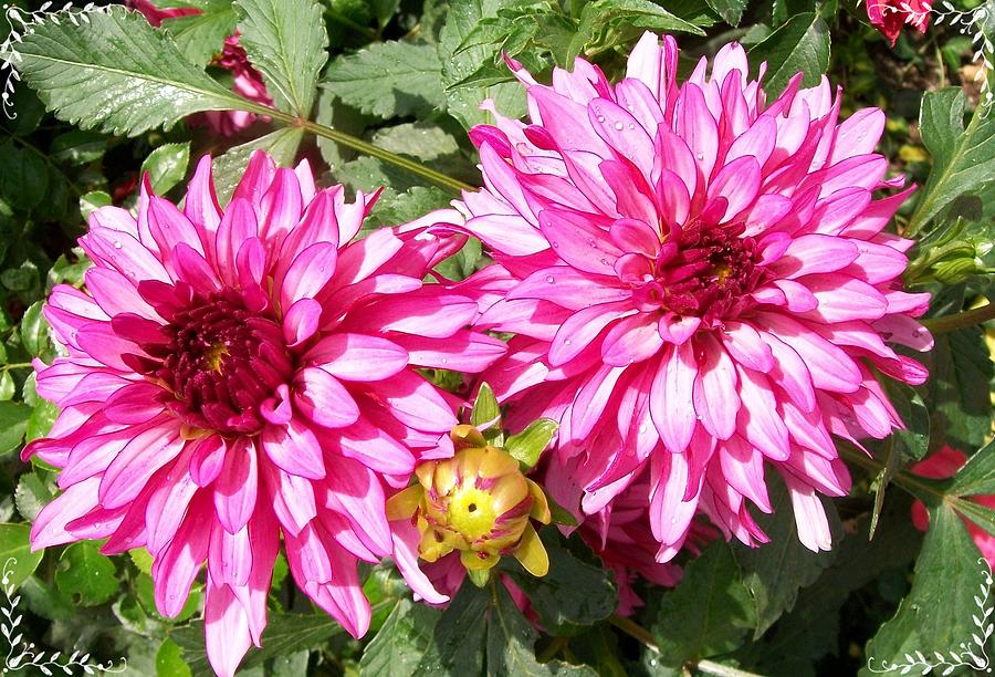 Dahlia in the Pink  Photograph by Sharon Duguay