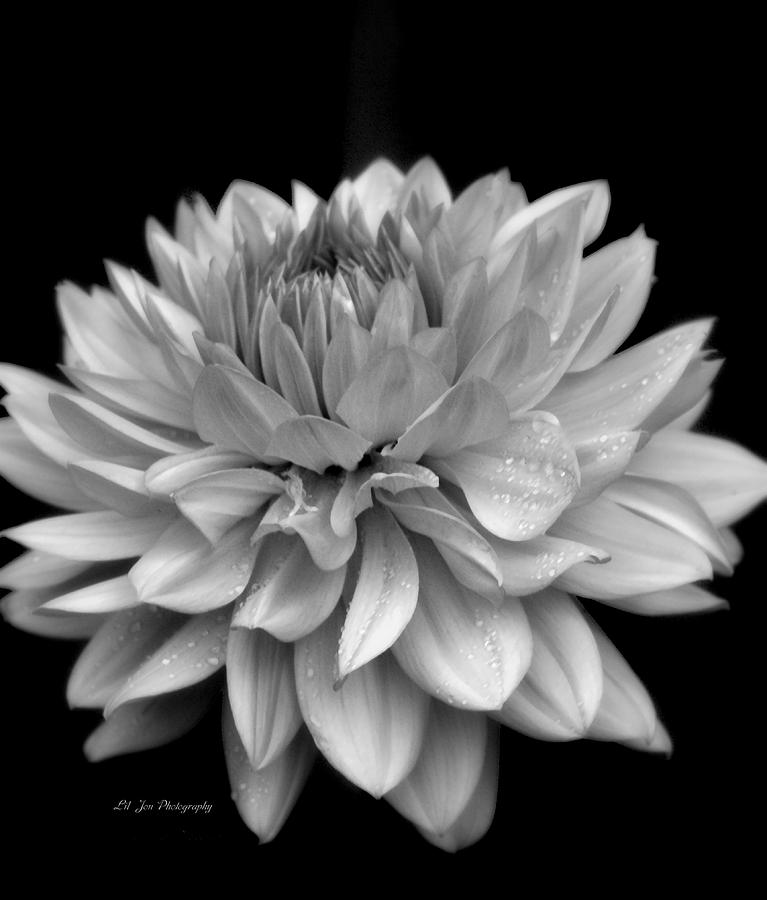 Dahlia In The Rain Photograph by Jeanette C Landstrom