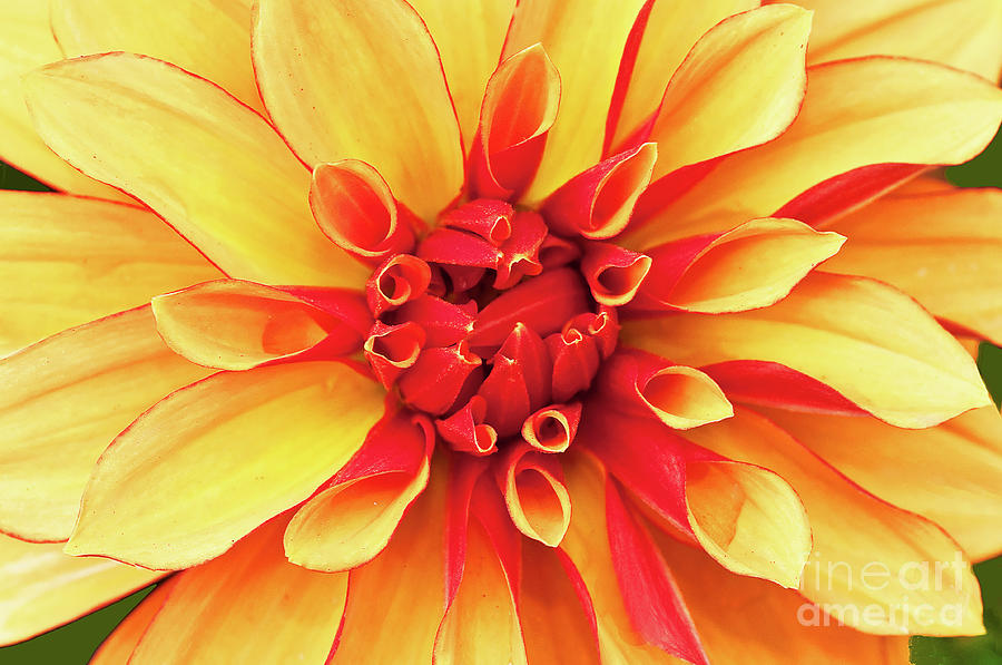 Dahlia in Yellow and Red Photograph by Regina Geoghan | Fine Art America