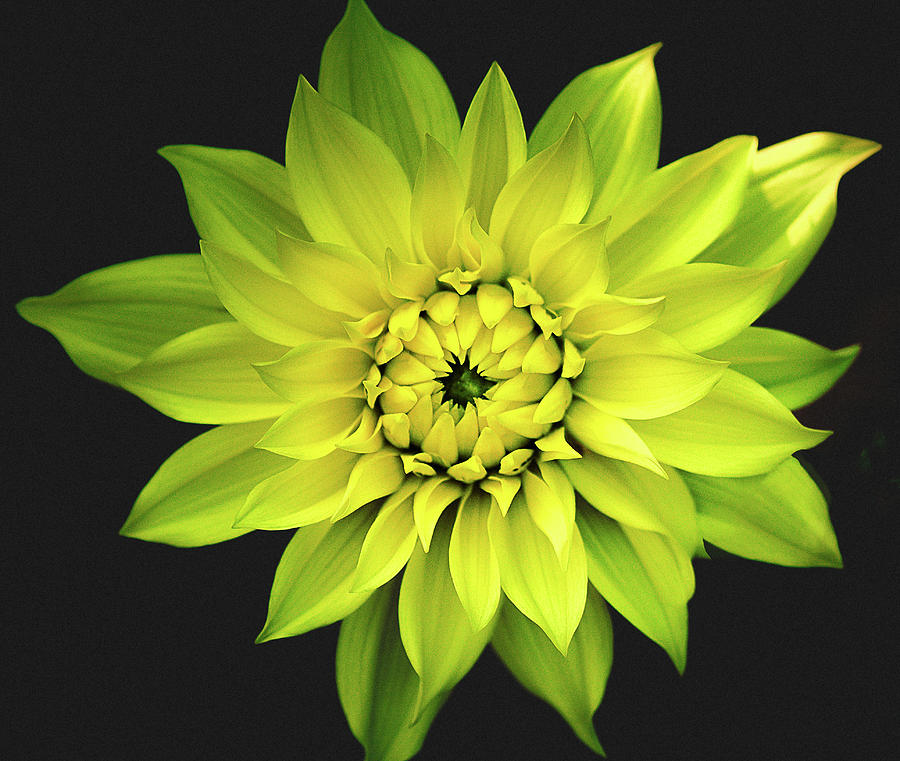 Dahlia in Yellow Photograph by Julie Palencia