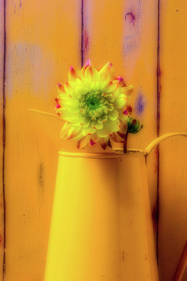 Dahlia In Yellow Pitcher Photograph by Garry Gay