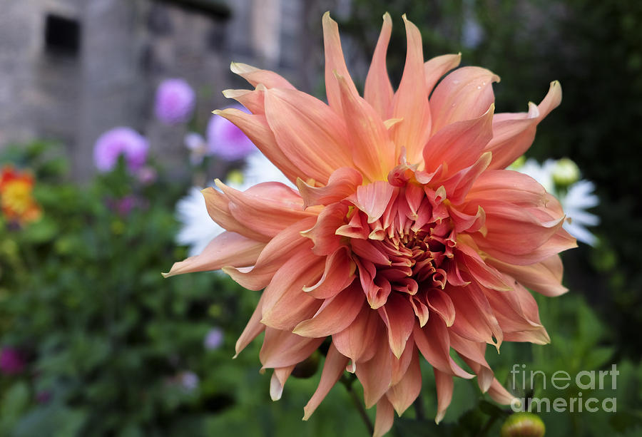 Dahlia - Inverness Photograph by Amy Fearn