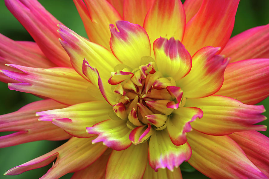 Dahlia Photograph by Juergen Roth