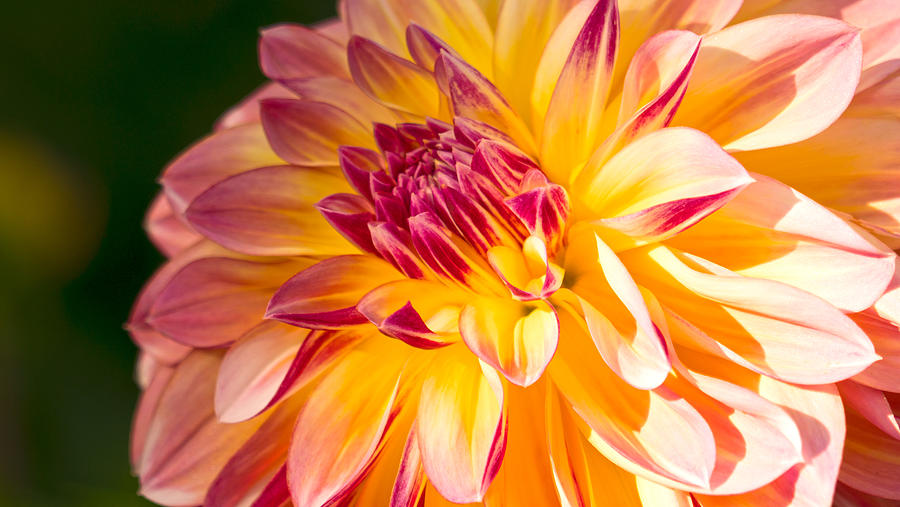 Dahlia Late Afternoon Radiance Photograph by Michael Hope