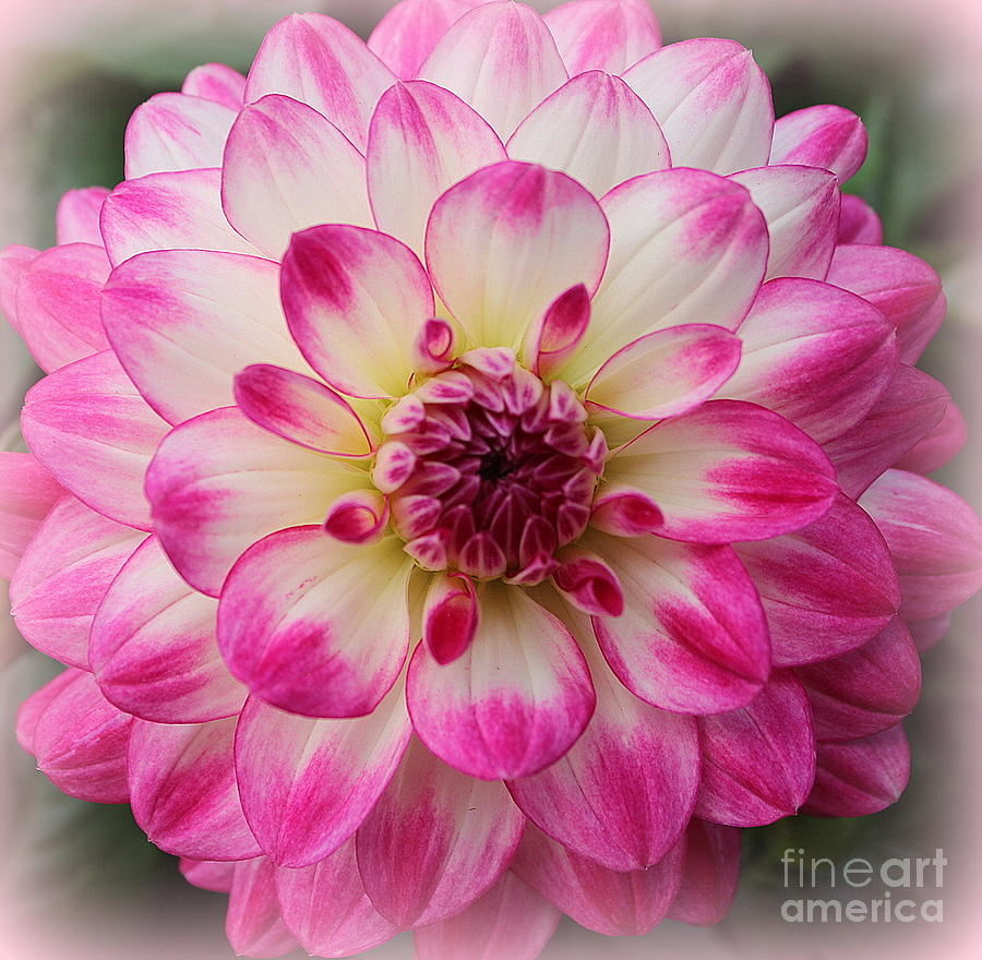Dahlia Lovely in Pink and White Photograph by Dora Sofia Caputo