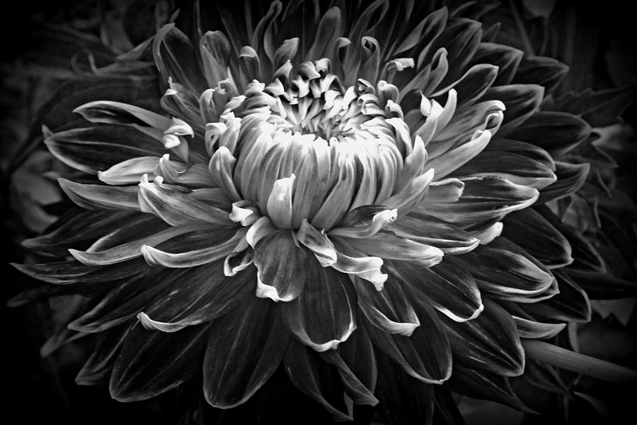Dahlia Macro In Black And White Photograph by Kay Novy