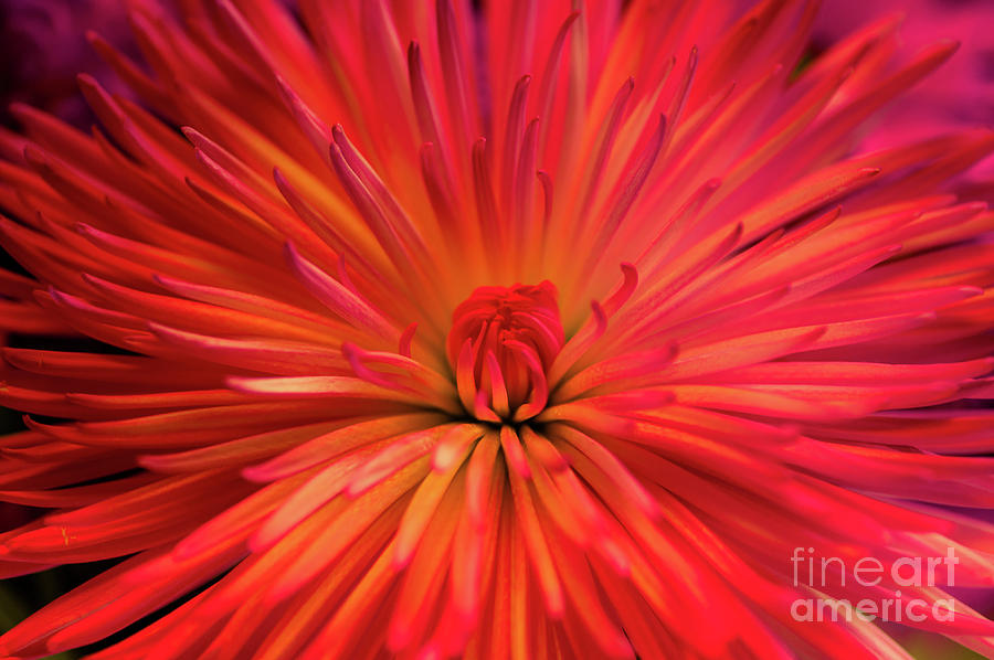 Dahlia Macro Photograph by Lyn Scott - Fine Art America